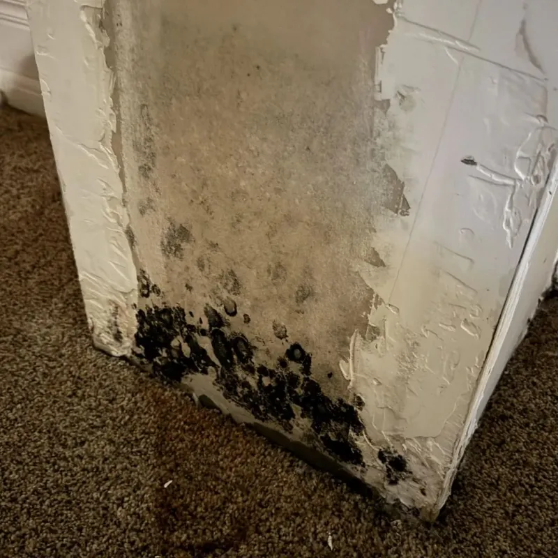 Professional Mold Removal in Mission Hills, CA